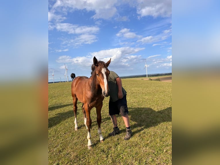 Holstein Stallion Foal (04/2025) 16,2 hh Brown in Ravensberg