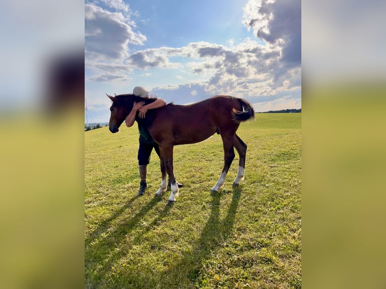 Holstein Stallion Foal (04/2025) 16,2 hh Brown in Ravensberg