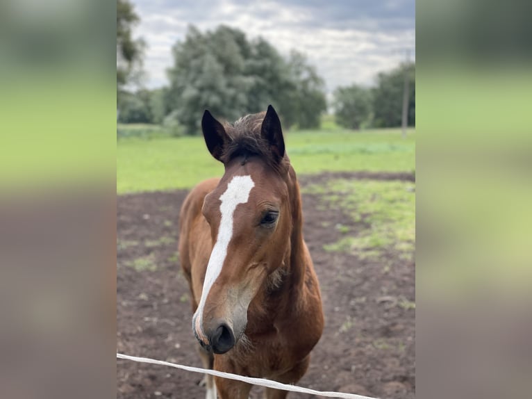Holstein Stallion Foal (04/2025) 16,2 hh Brown in Ravensberg
