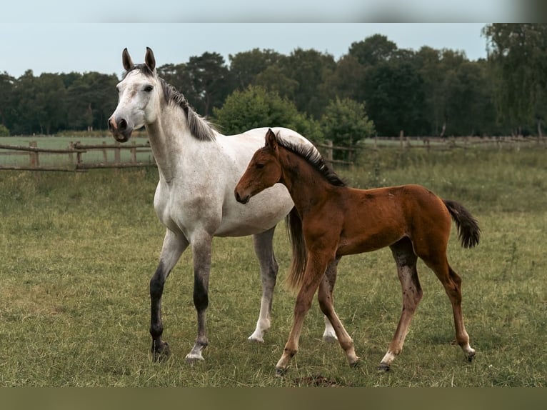 Holstein Stallion  16,2 hh Brown in Grande