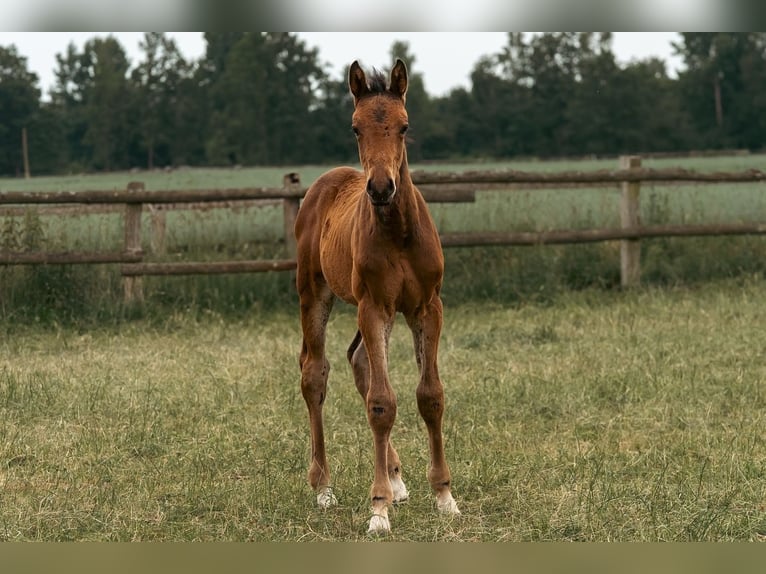 Holstein Stallion  16,2 hh Brown in Grande