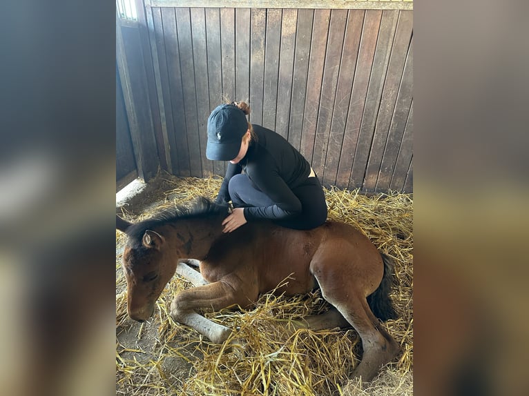 Holstein Stallion  16,2 hh Brown in Grande