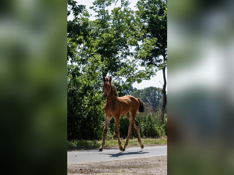 Holstein Stallion  16,2 hh Brown in Grande