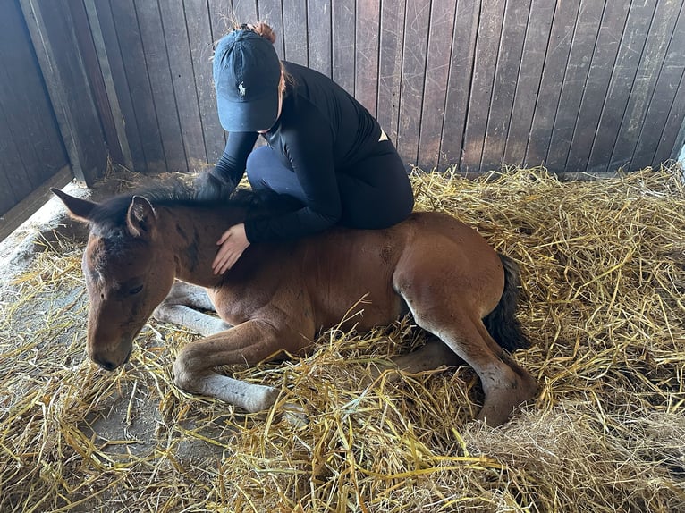Holstein Stallion  16,2 hh Brown in Grande