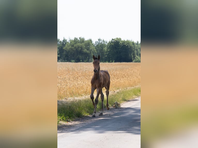 Holstein Stallion  16,2 hh Brown in Grande