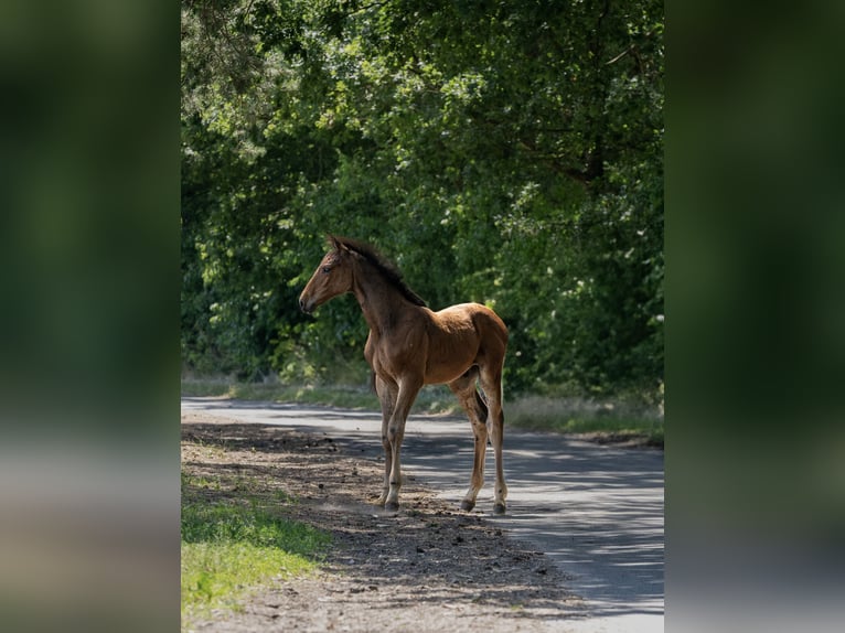 Holstein Stallion  16,2 hh Brown in Grande