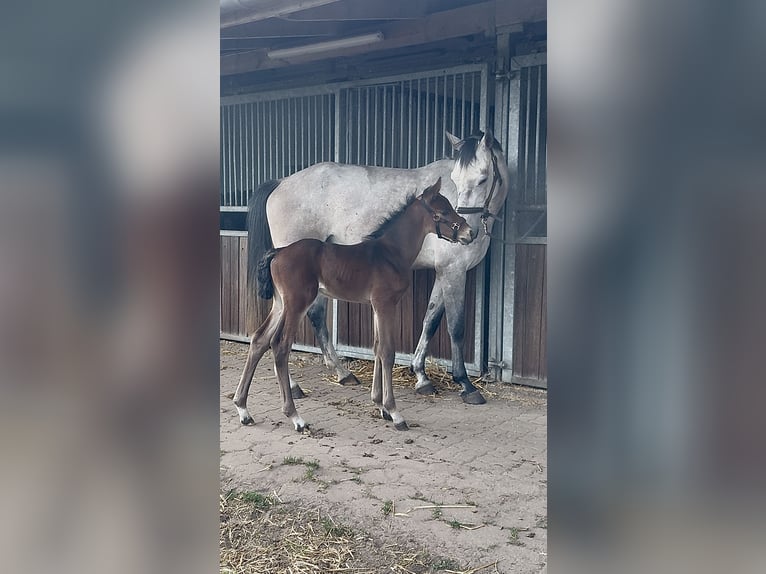Holstein Stallion  16,2 hh Brown in Grande