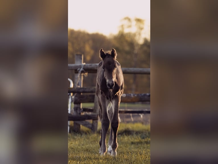 Holstein Stallion  16,2 hh Brown in Grande