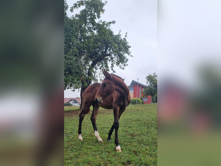 Holstein Stallion Foal (04/2025) 16,2 hh Brown in Bodenrode Holstein Stallion Foal (04/2025) 16,2 hh Brown in Bodenrode