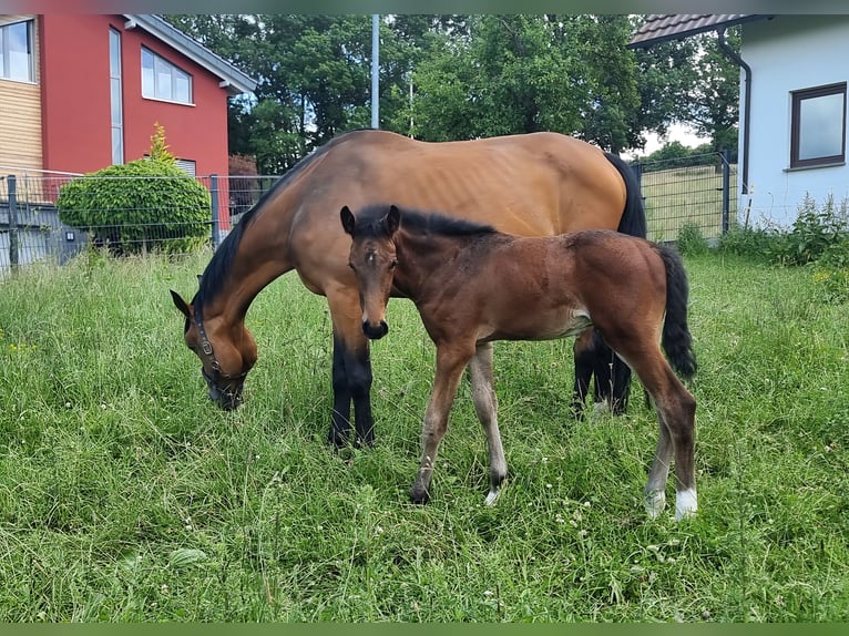 Holstein Stallion Foal (04/2025) 16,2 hh Brown in Bodenrode Holstein Stallion Foal (04/2025) 16,2 hh Brown in Bodenrode