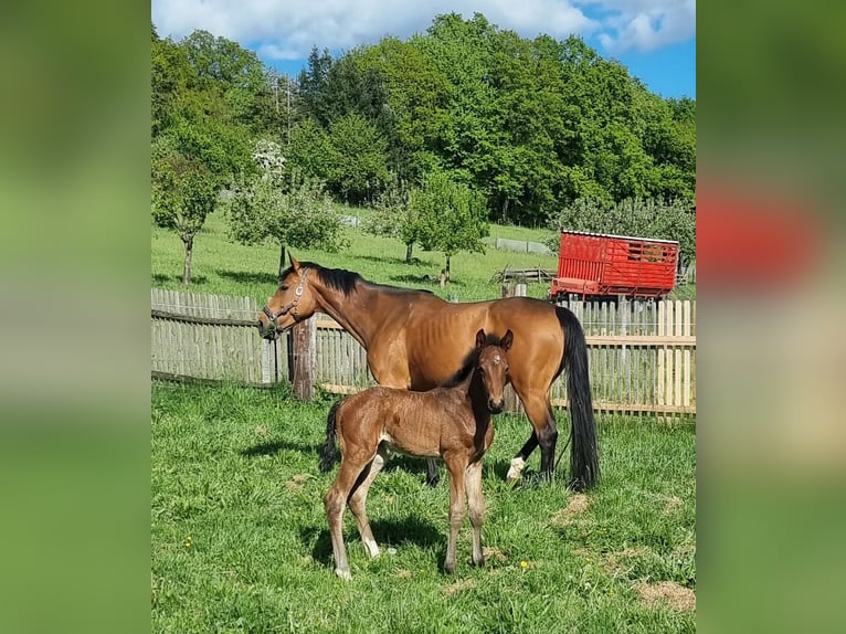 Holstein Stallion Foal (04/2025) 16,2 hh Brown in Bodenrode Holstein Stallion Foal (04/2025) 16,2 hh Brown in Bodenrode