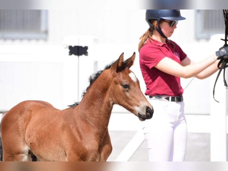 Holstein Stallion  16,2 hh Brown in Granderheide
