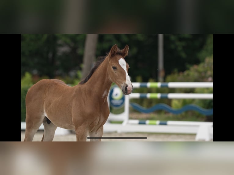 Holstein Stallion  16,2 hh Brown in Wanderup
