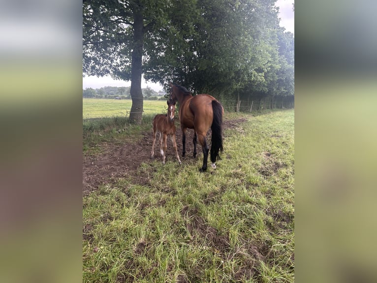 Holstein Stallion  16,2 hh Brown in Sehestedt