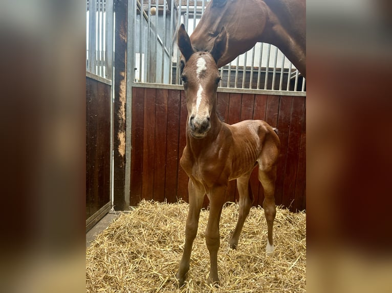 Holstein Stallion  16,2 hh Brown in Sehestedt