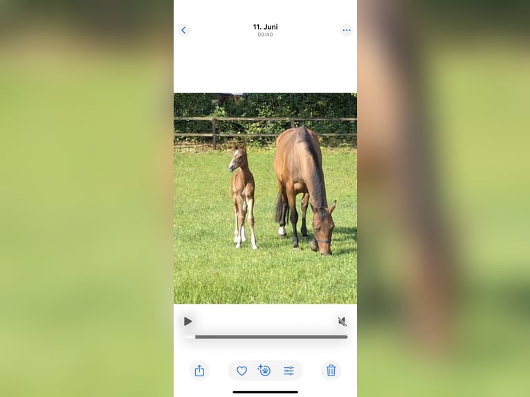 Holstein Stallion  16,2 hh Brown in Sehestedt