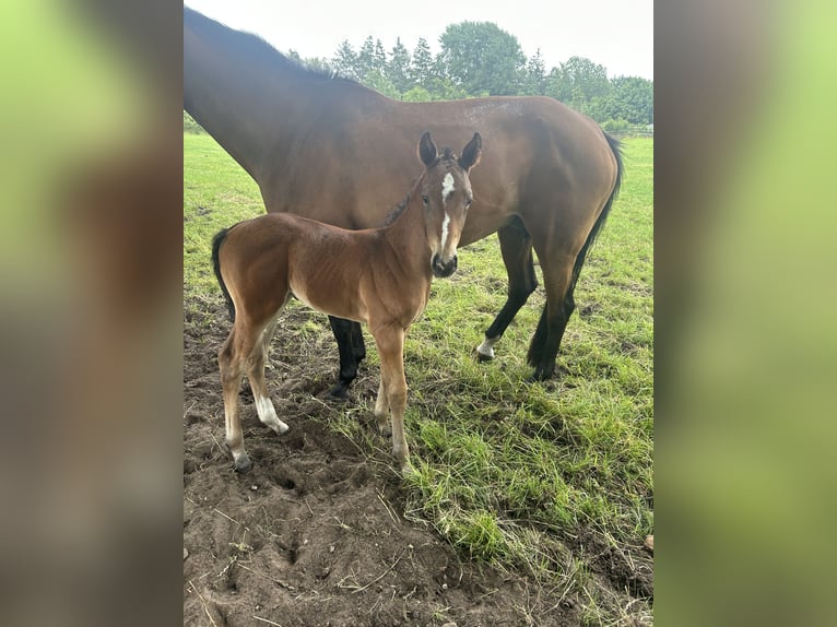 Holstein Stallion  16,2 hh Brown in Sehestedt
