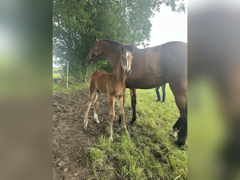 Holstein Stallion  16,2 hh Brown in Sehestedt