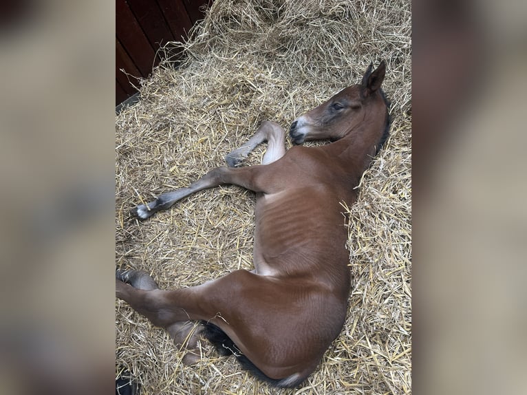 Holstein Stallion  16,2 hh Brown in Sehestedt