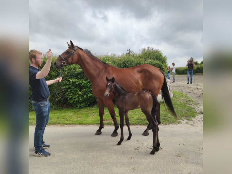 Holstein Stallion Foal (07/2025) 16,2 hh Can be white in Goldelund