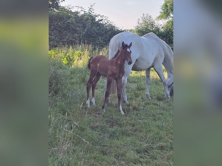 Holstein Stallion Foal (06/2025) 16,2 hh Can be white in Heidgraben