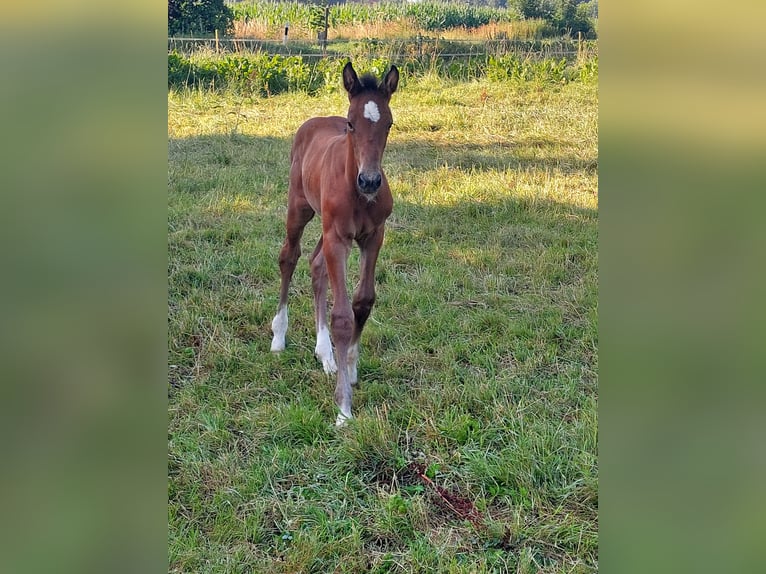 Holstein Stallion Foal (06/2025) 16,2 hh Can be white in Heidgraben