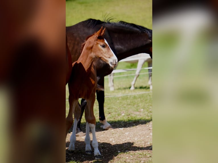 Holstein Stallion Foal (05/2025) 16,2 hh Chestnut-Red in Dietfurt an der Altm&#xFC;hl