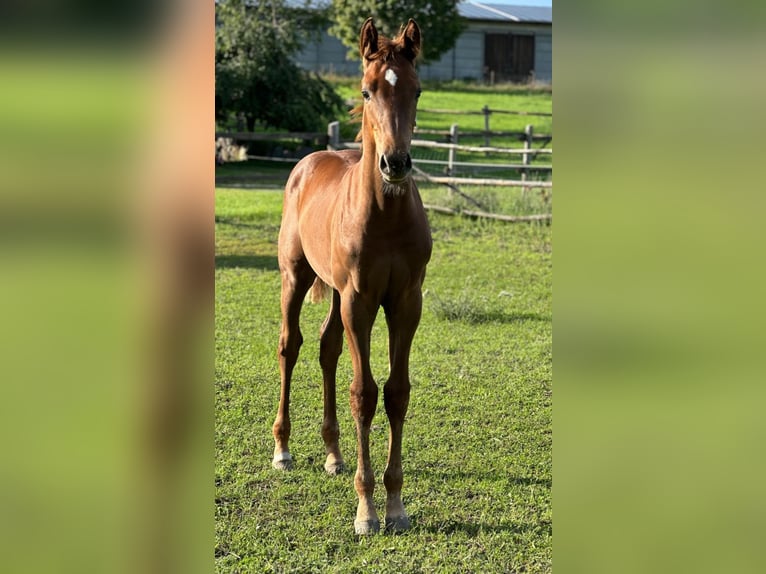 Holstein Stallion Foal (04/2025) 16,2 hh Chestnut-Red in M&#xE4;rkische H&#xF6;he