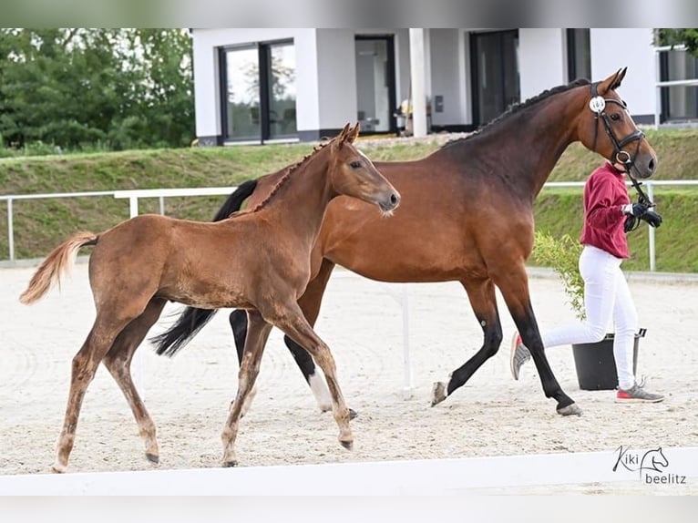 Holstein Stallion Foal (04/2025) 16,2 hh Chestnut-Red in M&#xE4;rkische H&#xF6;he
