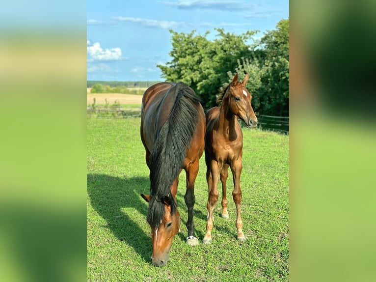 Holstein Stallion Foal (04/2025) 16,2 hh Chestnut-Red in M&#xE4;rkische H&#xF6;he