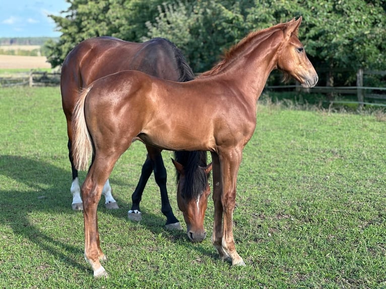 Holstein Stallion Foal (04/2025) 16,2 hh Chestnut-Red in M&#xE4;rkische H&#xF6;he