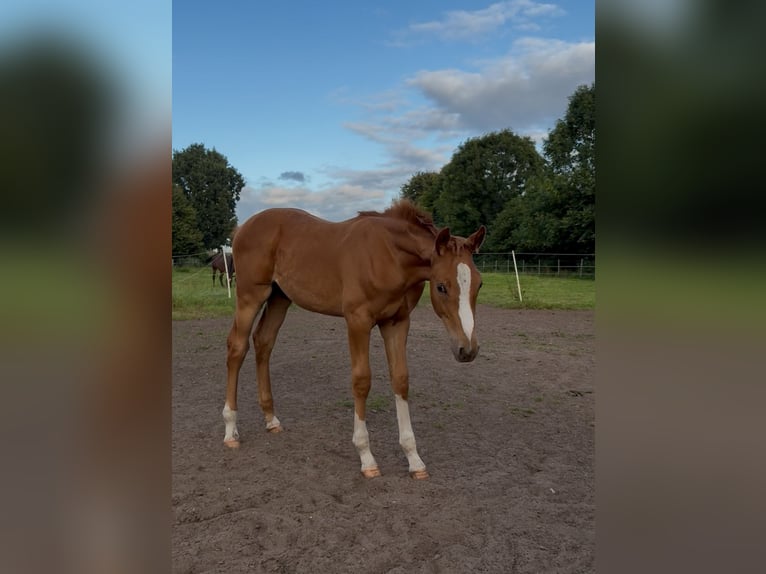Holstein Stallion Foal (05/2025) 16,2 hh Chestnut-Red in Kellinghusen
