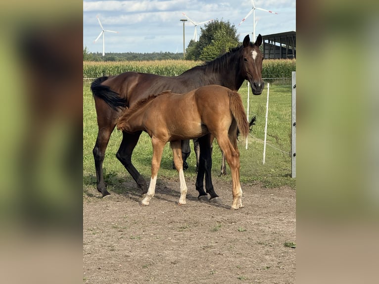 Holstein Stallion Foal (05/2025) 16,2 hh Chestnut-Red in Kellinghusen