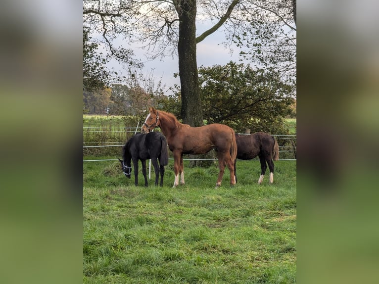 Holstein Stallion Foal (05/2025) 16,2 hh Chestnut-Red in Kellinghusen