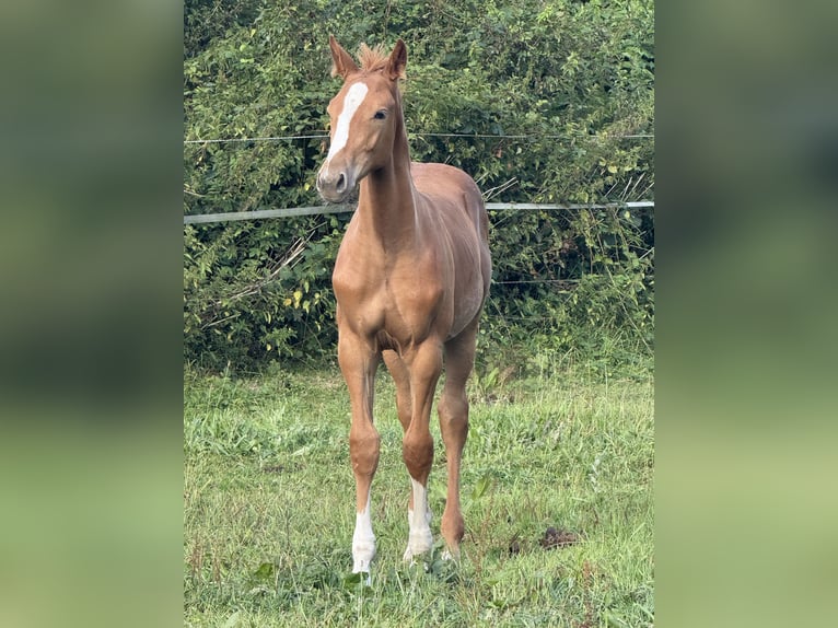 Holstein Stallion Foal (05/2025) 16,2 hh Chestnut-Red in Kellinghusen