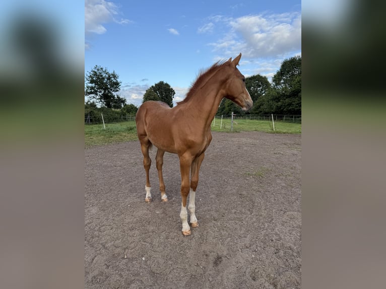 Holstein Stallion Foal (05/2025) 16,2 hh Chestnut-Red in Kellinghusen