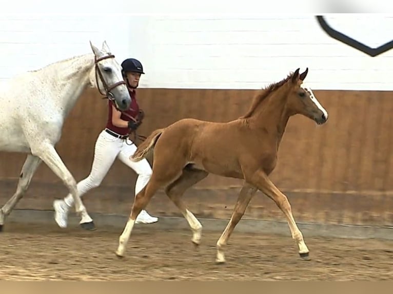 Holstein Stallion Foal (05/2025) 16,2 hh Chestnut-Red in Struvenh&#xFC;tten
