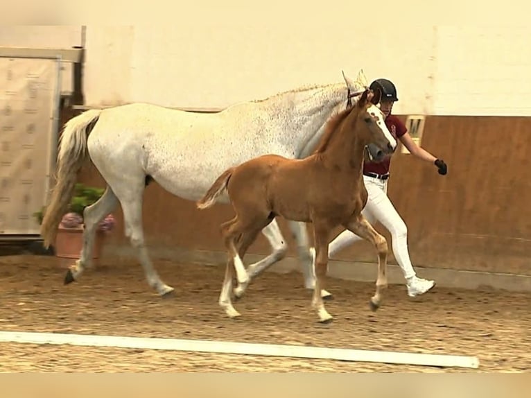 Holstein Stallion Foal (05/2025) 16,2 hh Chestnut-Red in Struvenh&#xFC;tten
