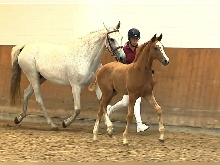 Holstein Stallion Foal (05/2025) 16,2 hh Chestnut-Red in Struvenh&#xFC;tten
