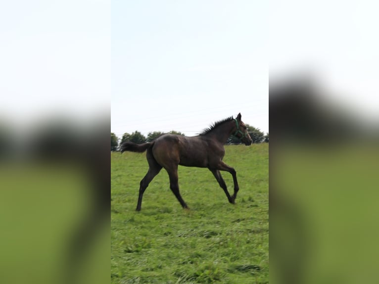 Holstein Stallion Foal (04/2025) 16,2 hh Grey in Niendorf