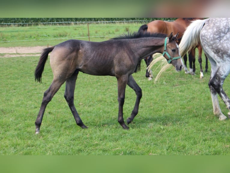 Holstein Stallion Foal (04/2025) 16,2 hh Grey in Niendorf