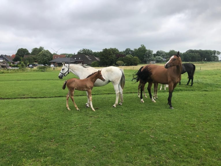 Holstein Stallion Foal (06/2025) 16,2 hh Grey in W&#xF6;hrden