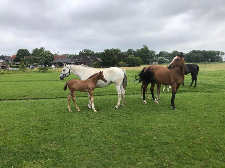 Holstein Stallion Foal (06/2025) 16,2 hh Grey in W&#xF6;hrden