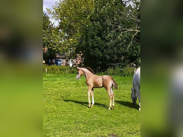 Holstein Stallion Foal (06/2025) 16,2 hh Grey in W&#xF6;hrden