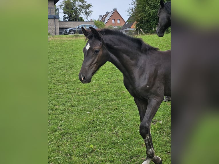 Holstein Stallion Foal (05/2025) 16,2 hh Smoky-Black in Flintbek