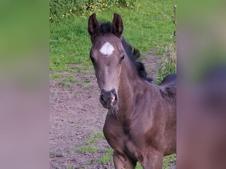 Holstein Stallion Foal (05/2025) 16,2 hh Smoky-Black in Flintbek