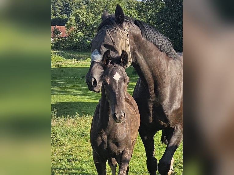 Holstein Stallion Foal (05/2025) 16,2 hh Smoky-Black in Flintbek