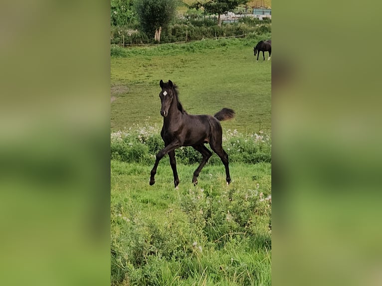 Holstein Stallion Foal (05/2025) 16,2 hh Smoky-Black in Flintbek