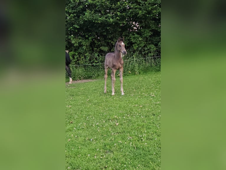 Holstein Stallion Foal (05/2025) 16,2 hh Smoky-Black in Flintbek
