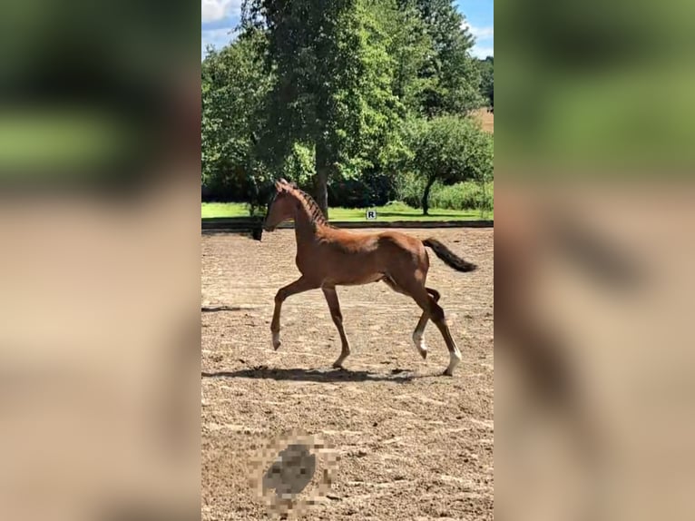 Holstein Stallion Foal (04/2025) 16,3 hh Brown in K&#xFC;hren